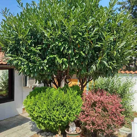 Lea Hause With Swimming Pool,jacuzzi In Vitosha Montain And Free Parking * Sofya